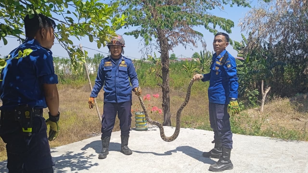 Gerak Cepat Ketua RT dan Tim Damkar Gowa Evakuasi Ular Piton di Villa Pattalassang Indah 2